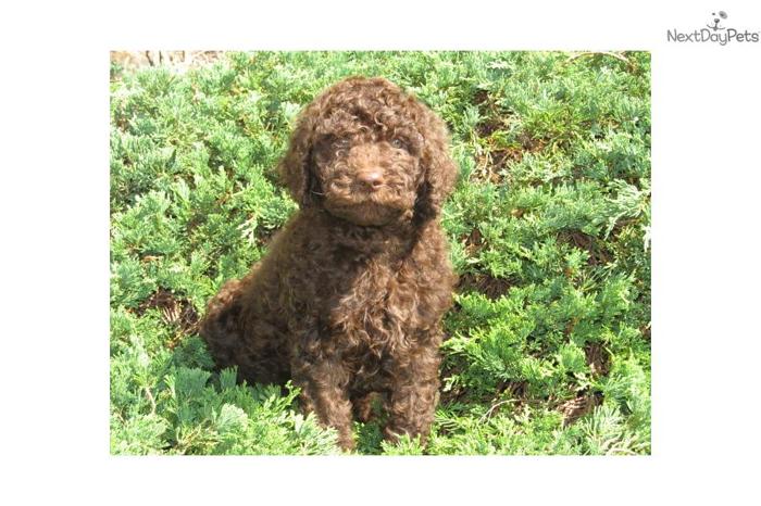 CKC Standard Multigen Labradoodle Ready Now!