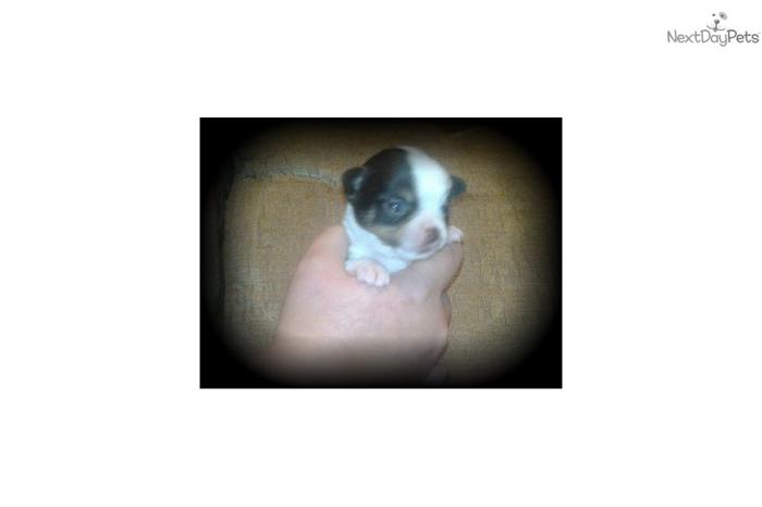 CKC Teacup Chihuahua Puppies
