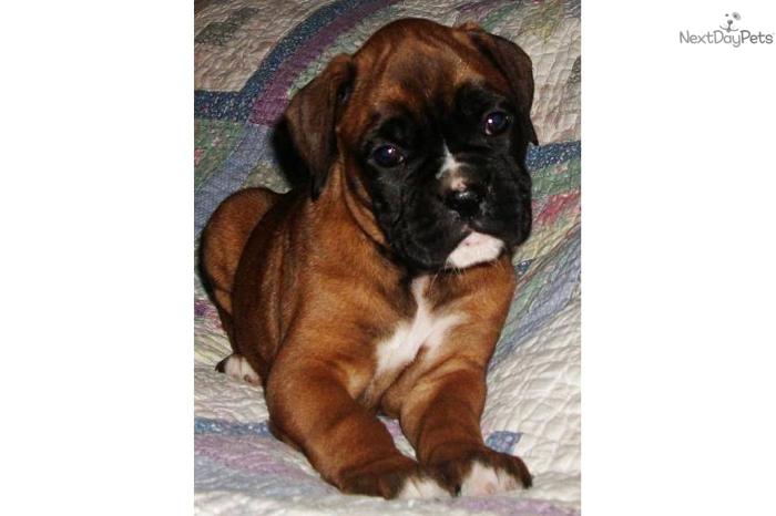 CLARESSE~EURO~SOLD NEW LITTER DUE 1 WEEK!!!!!!!