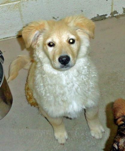 Collie/Golden Retriever Mix: An adoptable dog in Wilmington, OH