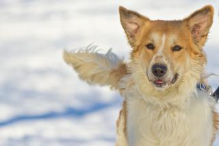 Collie/Retriever Mix: An adoptable dog in Fargo, ND