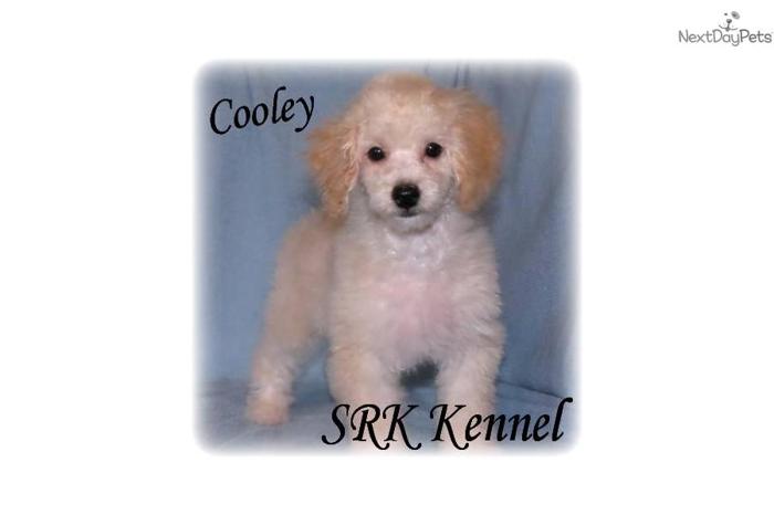 Cooley Small Gorgeous Male