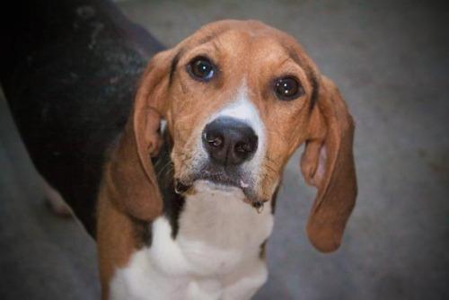 Coonhound Mix: An adoptable dog in Bowling Green, KY