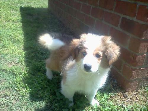 Corgi Mix: A dog with an adoption pending in Lexington, TN