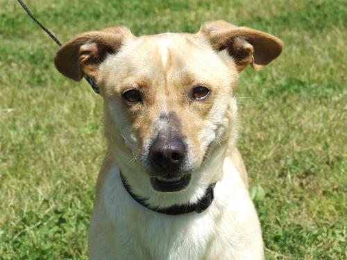 Corgi Mix: An adoptable dog in Lexington, NC