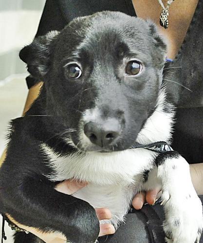 Corgi Mix: An adoptable dog in Montgomery, AL