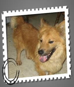 Corgi/Chow Chow Mix: An adoptable dog in Frederick, MD