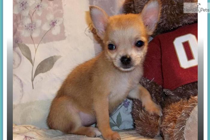 Cuddly Little Fawn Sable Female Chihuahua