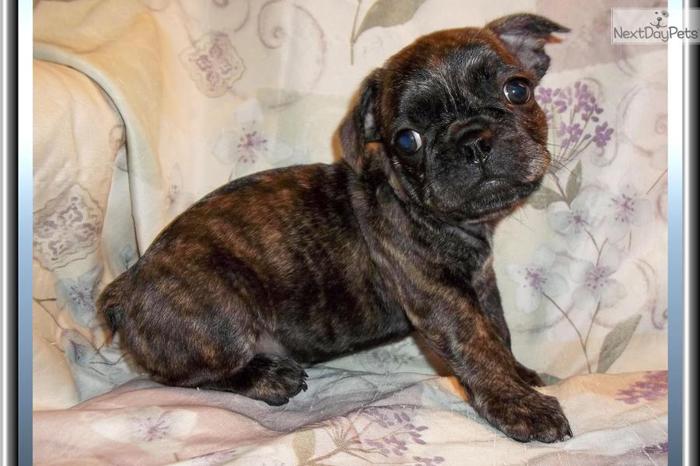 Cute Little Male Frenchton Puppy