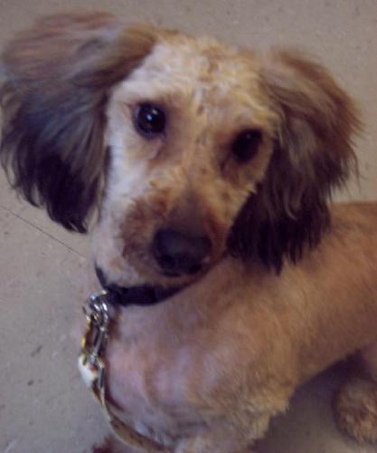 Dachshund/Poodle Mix: An adoptable dog in Fargo, ND