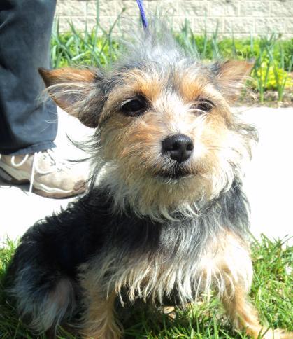 Dachshund/Yorkshire Terrier Yorkie Mix: An adopted dog in Waterloo, IA