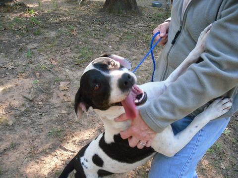 Dalmatian/Labrador Retriever Mix: An adoptable dog in Fort Collins, CO