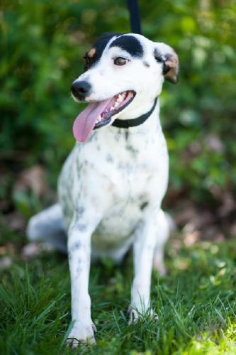 Dalmatian/Rat Terrier Mix: An adoptable dog in Louisville, IL