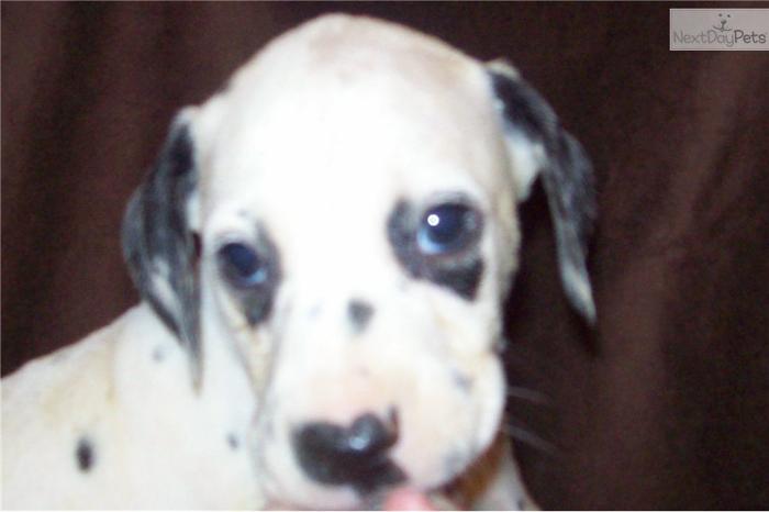 Dalmatian's puppies ready now.