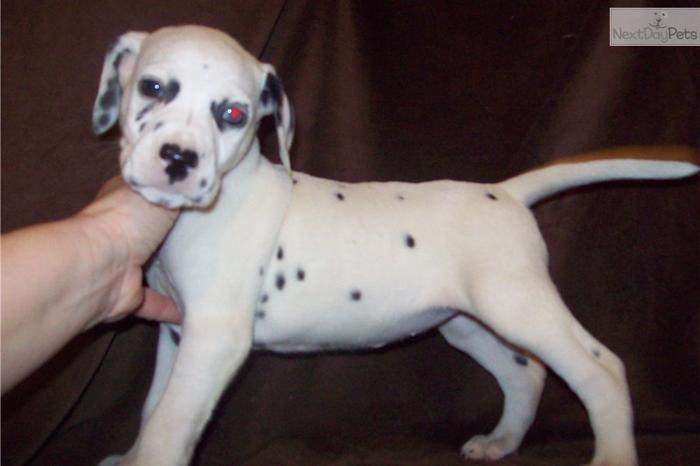 Dalmatian's puppies ready now.