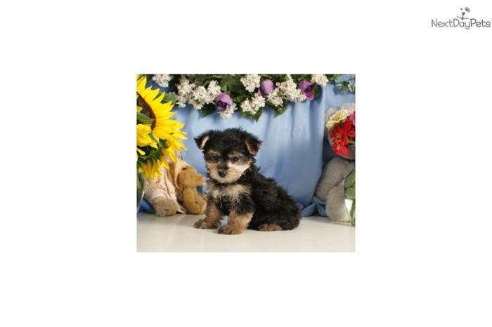 Dandy - Adorable Morkie puppy for sale