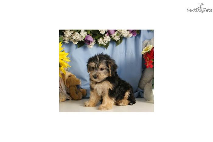 Delbert - Adorable Morkie puppy for sale