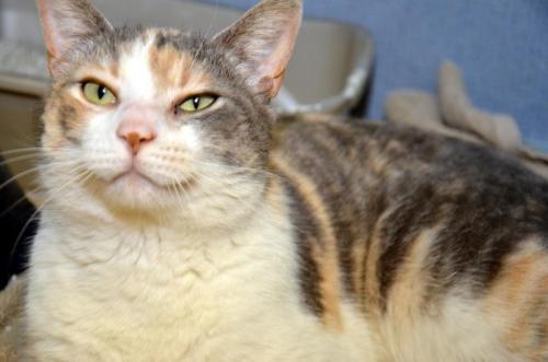 Dilute Calico: An adoptable cat in Bowling Green, KY