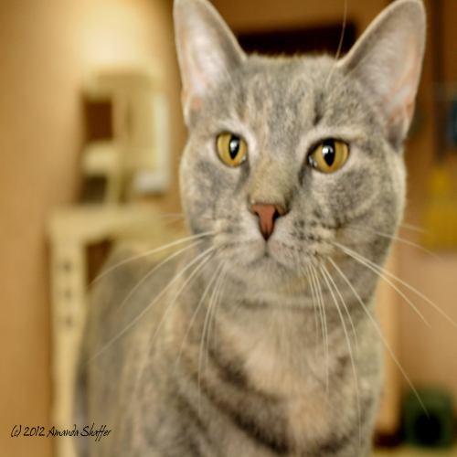 Dilute Calico: An adoptable cat in Youngstown, OH