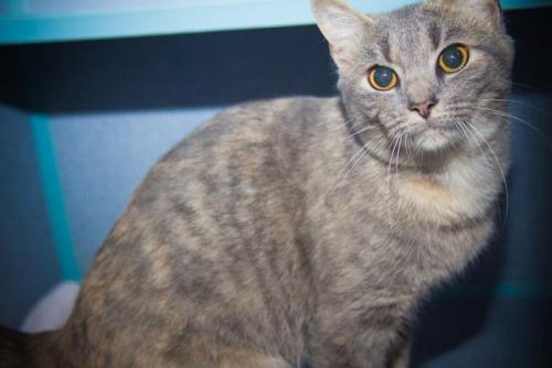 Dilute Tortoiseshell Mix: An adoptable cat in Bowling Green, KY