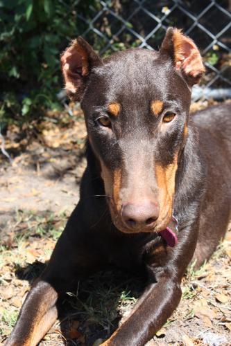 Doberman Pinscher: An adoptable dog in Fort Myers, FL