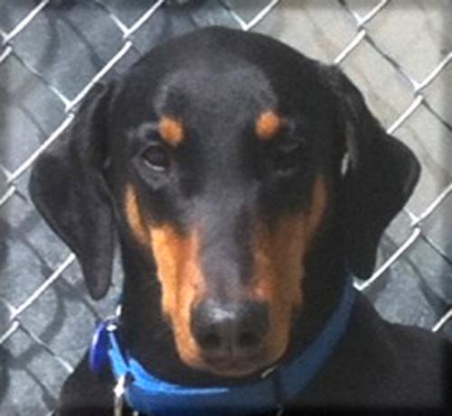 Doberman Pinscher: An adoptable dog in Waterloo, IL
