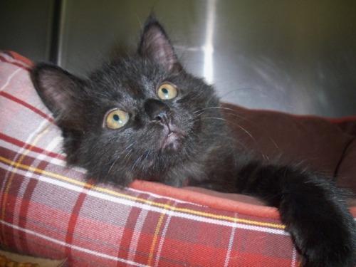 Domestic Long Hair-Black: An adoptable cat in Annapolis, MD