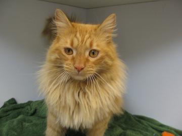 Domestic Long Hair: An adoptable cat in Boulder, CO