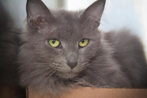 Domestic Long Hair-Gray: An adoptable cat in Bowling Green, KY