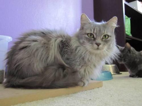 Domestic Long Hair-Gray: An adoptable cat in Santa Cruz, CA