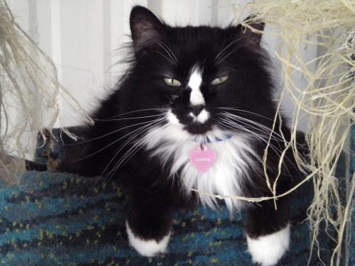Domestic Long Hair-Black And White Mix: An adoptable cat in Wichita, KS