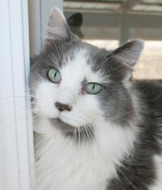 Domestic Long Hair Mix: An adoptable cat in Columbia, MO