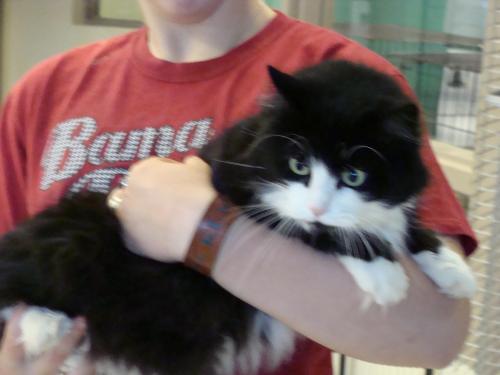 Domestic Long Hair Mix: An adoptable cat in Columbia, TN