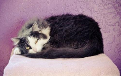 Domestic Long Hair - Gray And White: An adoptable cat in Wichita Falls, TX