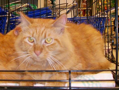 Domestic Long Hair - Orange Mix: An adoptable cat in Laurel, MD