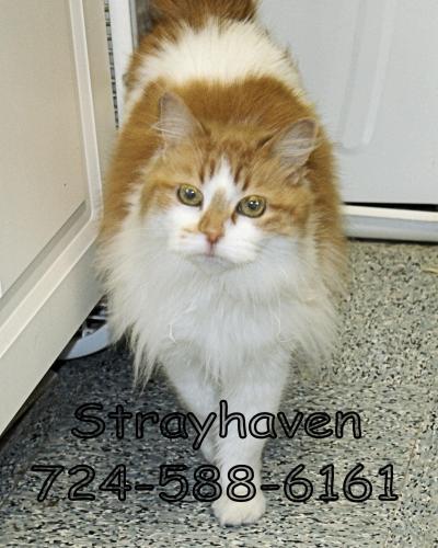 Domestic Long Hair - Orange And White: An adoptable cat in Greenville, PA