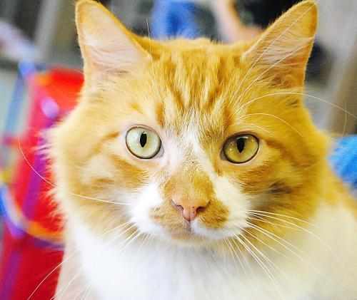 Domestic Long Hair - Orange And White: An adoptable cat in Montgomery, AL