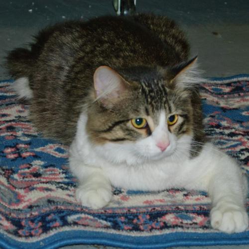 Domestic Medium Hair: An adoptable cat in Eau Claire, WI