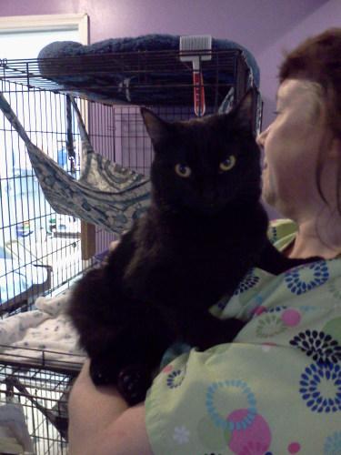 Domestic Medium Hair-Black: An adoptable cat in Lafayette, NJ