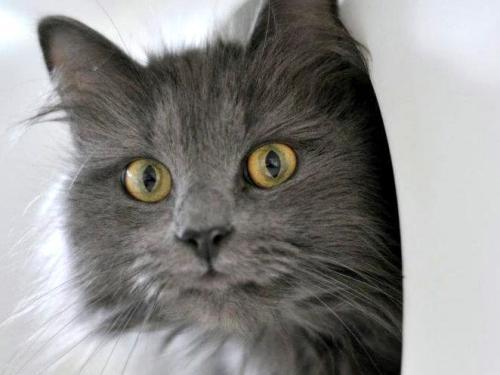 Domestic Medium Hair-Gray: An adoptable cat in Louisville, KY