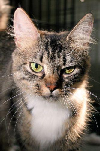 Domestic Medium Hair - Brown: An adoptable cat in Columbia, SC