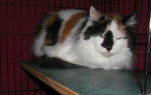 Domestic Medium Hair/Calico Mix: An adoptable cat in Frederick, MD