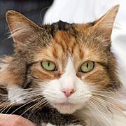 Domestic Medium Hair/Domestic Long Hair Mix: An adoptable cat in Grand Rapids, MI