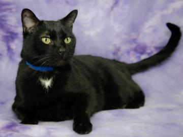 Domestic Short Hair: An adoptable cat in Boulder, CO