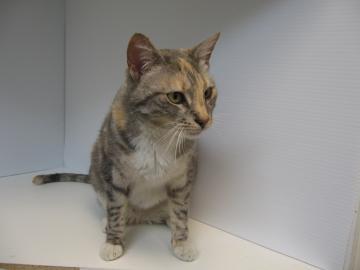 Domestic Short Hair: An adoptable cat in Boulder, CO