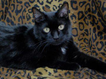 Domestic Short Hair: An adoptable cat in Boulder, CO