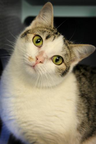 Domestic Short Hair: An adoptable cat in Bowling Green, KY