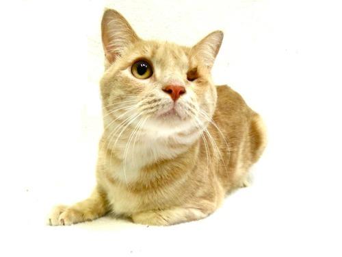 Domestic Short Hair-Orange: An adoptable cat in Bowling Green, OH