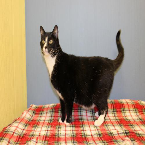 Domestic Short Hair: An adoptable cat in Columbia, MO