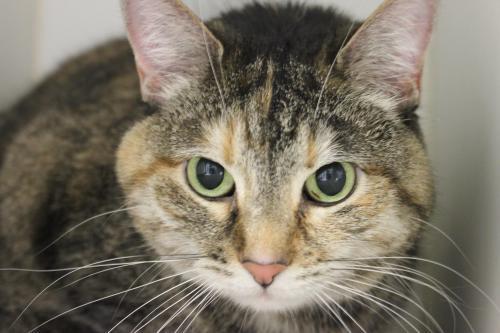 Domestic Short Hair: An adoptable cat in Columbia, MO